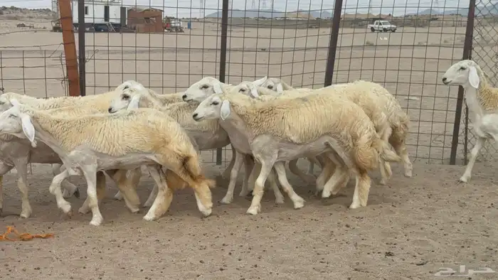 السلام عليكم ورحمة الله وبركاته عرض رخال عدد 58 يوجد فيديو 3