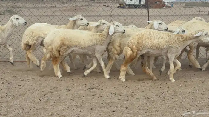 السلام عليكم ورحمة الله وبركاته عرض رخال عدد 58 يوجد فيديو 0