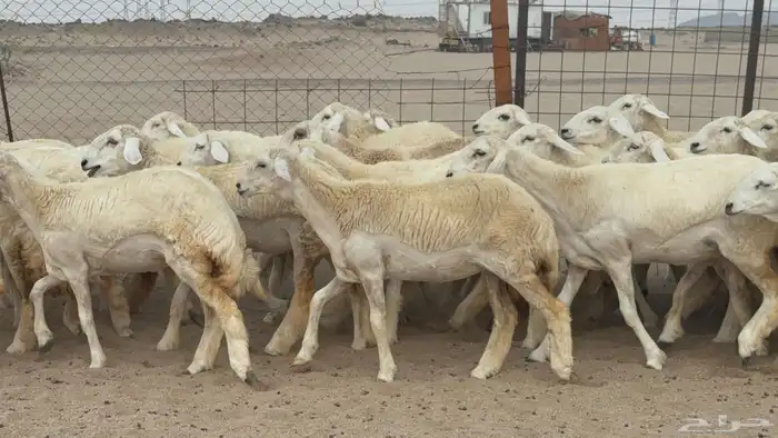 السلام عليكم ورحمة الله وبركاته عرض رخال عدد 58 يوجد فيديو 1