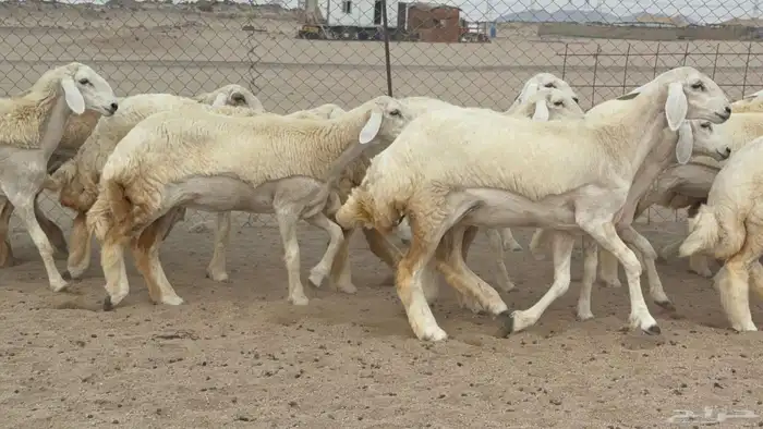 السلام عليكم ورحمة الله وبركاته عرض رخال عدد 58 يوجد فيديو 2