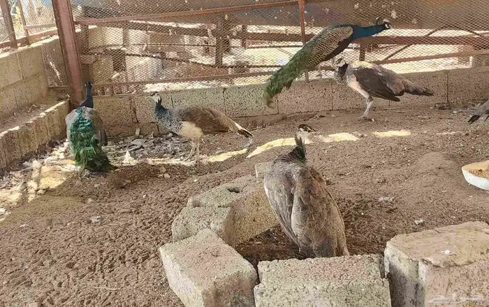 طواويس طاووس 4