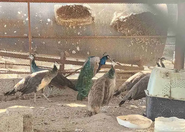 طواويس طاووس 1