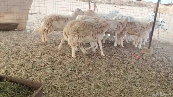 ضان حريات طيبه 12 بالفحل تحتها 2 1