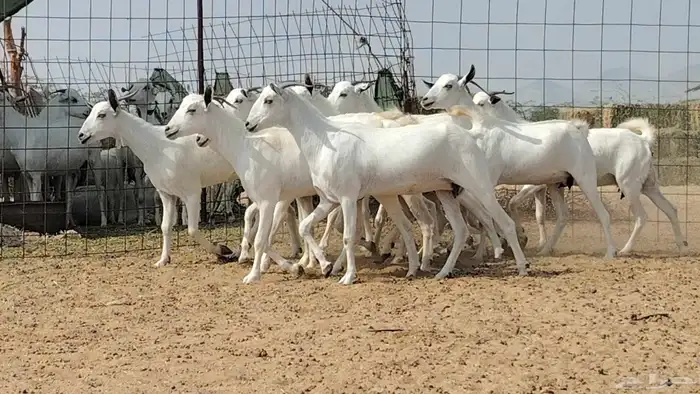 جفار بيشيات للبيع العدد 10 روس 0