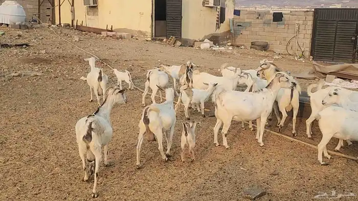 معزا بيشيات ولد ودفيع مراح واحد بفحلها طيبات للقناي 18