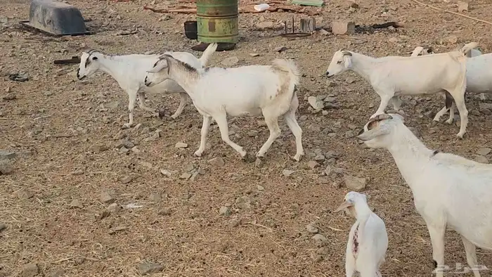 معزا بيشيات ولد ودفيع مراح واحد بفحلها طيبات للقناي 5