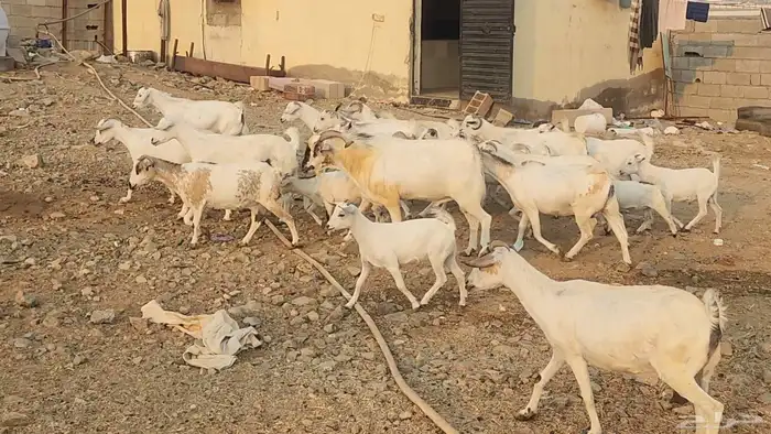 معزا بيشيات ولد ودفيع مراح واحد بفحلها طيبات للقناي 9