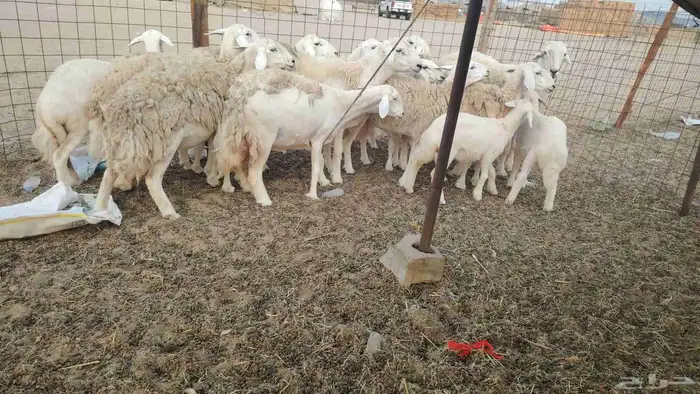 ضان حريات طيبه 12 بالفحل تحتها 2 3