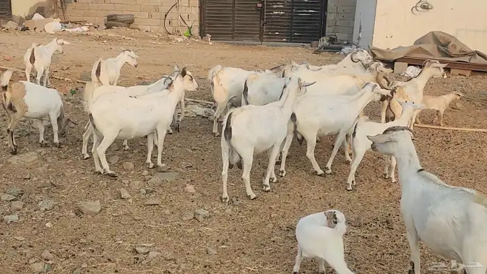 معزا بيشيات ولد ودفيع مراح واحد بفحلها طيبات للقناي 0