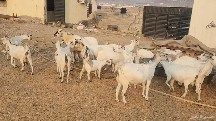 معزا بيشيات ولد ودفيع مراح واحد بفحلها طيبات للقناي 26