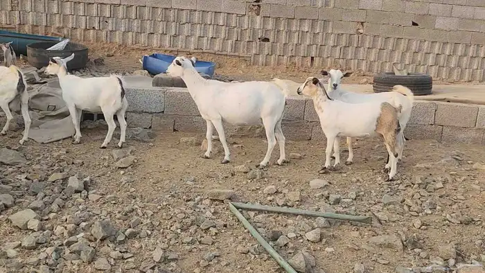 معزا بيشيات ولد ودفيع مراح واحد بفحلها طيبات للقناي 11