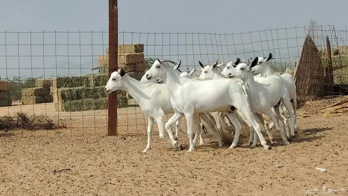 جفار بيشيات للبيع العدد 10 روس 4