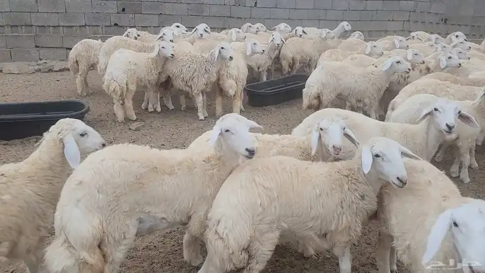 ذبايح حري سواكن تيوس مسلخ بالموقع عقيقة ثلاجه زواج 2