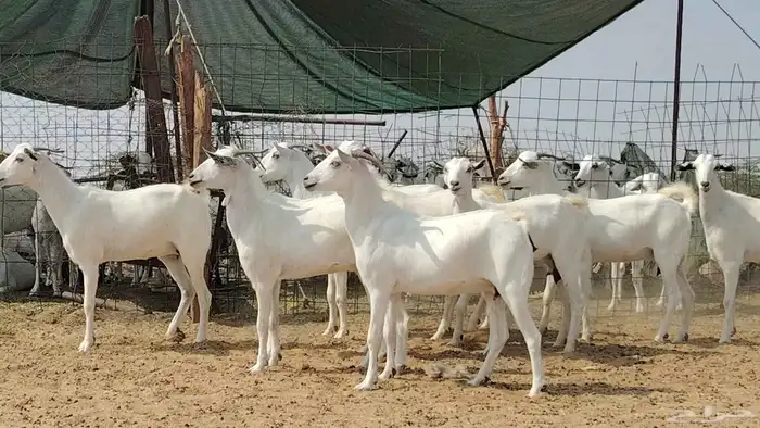 جفار بيشيات للبيع العدد 10 روس 1