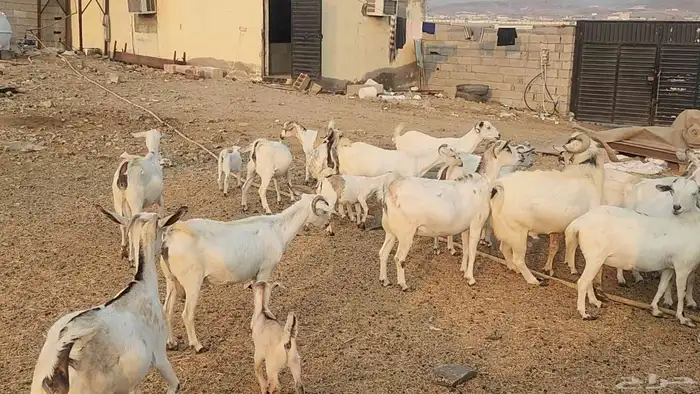 معزا بيشيات ولد ودفيع مراح واحد بفحلها طيبات للقناي 19