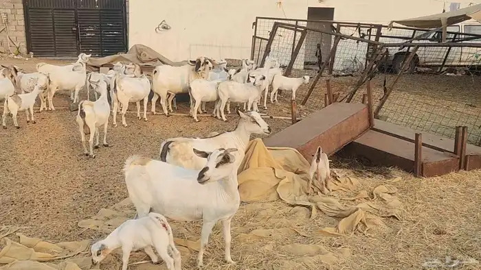 معزا بيشيات ولد ودفيع مراح واحد بفحلها طيبات للقناي 13