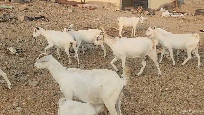 معزا بيشيات ولد ودفيع مراح واحد بفحلها طيبات للقناي 2