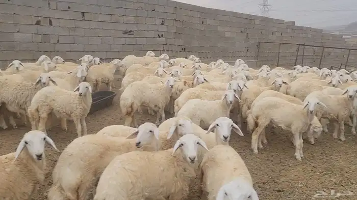 ذبايح حري سواكن تيوس مسلخ بالموقع عقيقة ثلاجه زواج 0