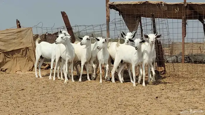 جفار بيشيات للبيع العدد 10 روس 6