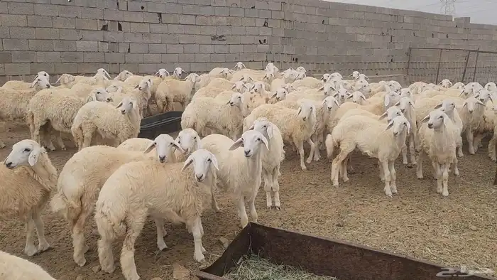 ذبايح حري سواكن تيوس مسلخ بالموقع عقيقة ثلاجه زواج 1