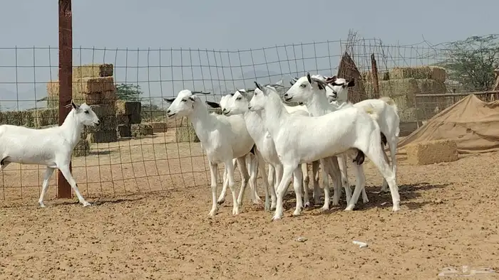 جفار بيشيات للبيع العدد 10 روس 3