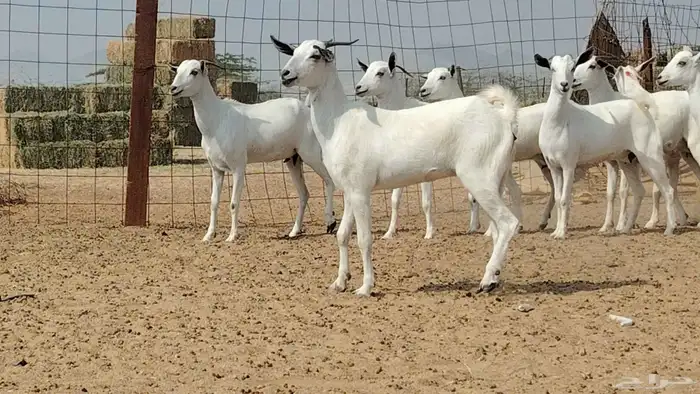 جفار بيشيات للبيع العدد 10 روس 8