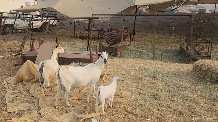 معزا بيشيات ولد ودفيع مراح واحد بفحلها طيبات للقناي 15