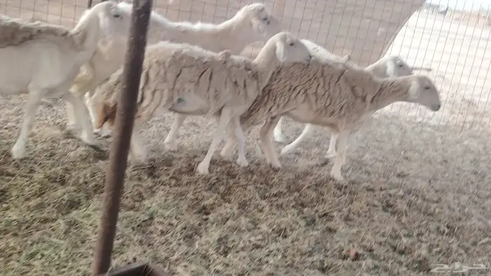 ضان حريات طيبه 12 بالفحل تحتها 2 4