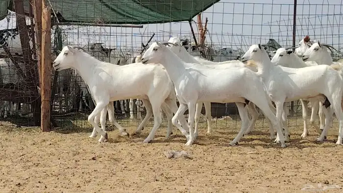 جفار بيشيات للبيع العدد 10 روس 9