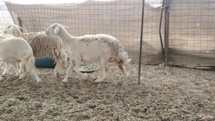 ضان حريات طيبه 12 بالفحل تحتها 2 2