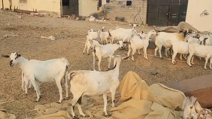 معزا بيشيات ولد ودفيع مراح واحد بفحلها طيبات للقناي 12