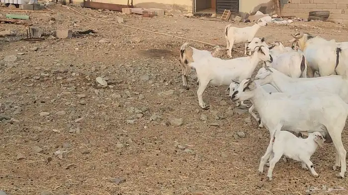 معزا بيشيات ولد ودفيع مراح واحد بفحلها طيبات للقناي 4