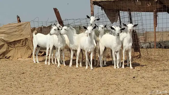 جفار بيشيات للبيع العدد 10 روس 7