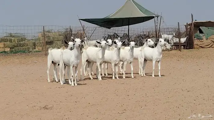 جفار بيشيات للبيع العدد 10 روس 2