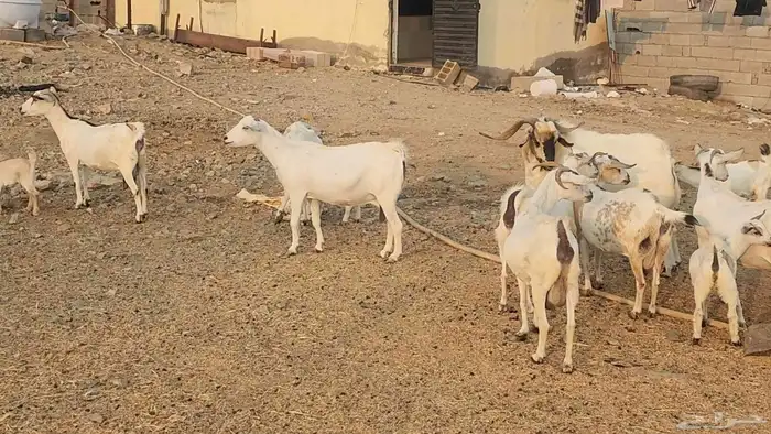 معزا بيشيات ولد ودفيع مراح واحد بفحلها طيبات للقناي 22