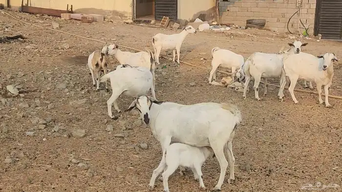 معزا بيشيات ولد ودفيع مراح واحد بفحلها طيبات للقناي 3