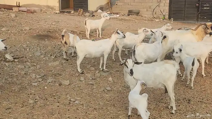 معزا بيشيات ولد ودفيع مراح واحد بفحلها طيبات للقناي 7