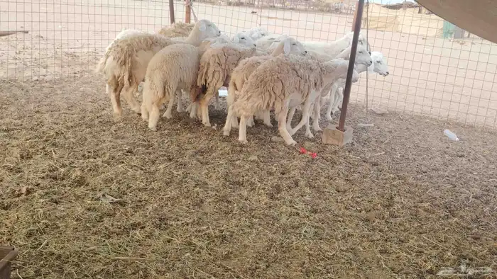 ضان حريات طيبه 12 بالفحل تحتها 2 0