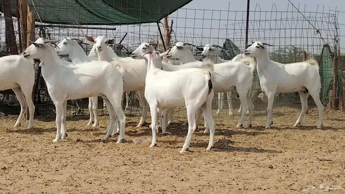 جفار بيشيات للبيع العدد 10 روس 5