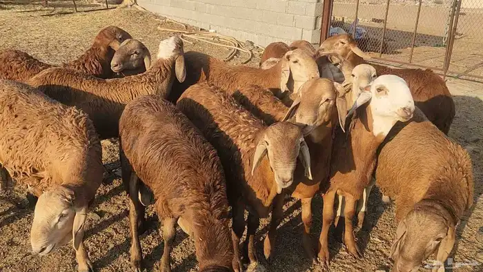 ذبايح حري سواكن تيوس مسلخ بالموقع عقيقة ثلاجه زواج 9