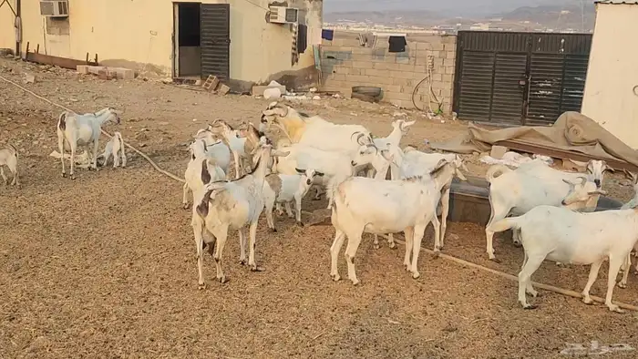 معزا بيشيات ولد ودفيع مراح واحد بفحلها طيبات للقناي 27