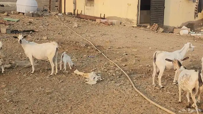 معزا بيشيات ولد ودفيع مراح واحد بفحلها طيبات للقناي 10