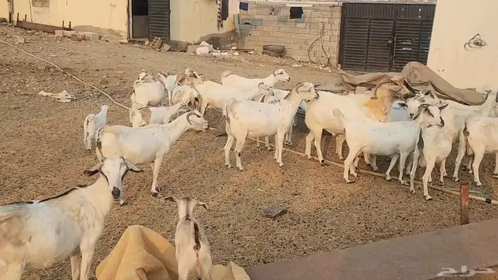 معزا بيشيات ولد ودفيع مراح واحد بفحلها طيبات للقناي 17