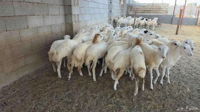 رخال جروم كبار سمان 2