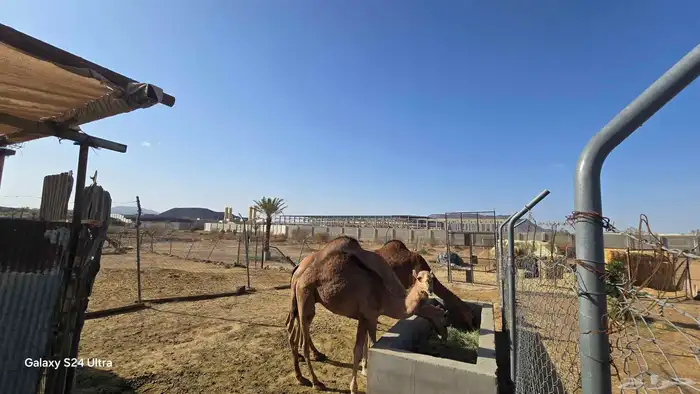 حاشي لباني فاخر ... تم البيع ..الله يبارك للجميع 2