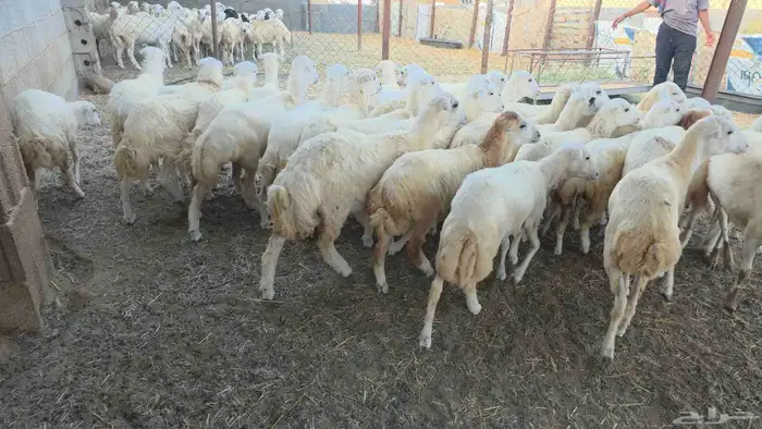 رخال جروم كبار سمان 1