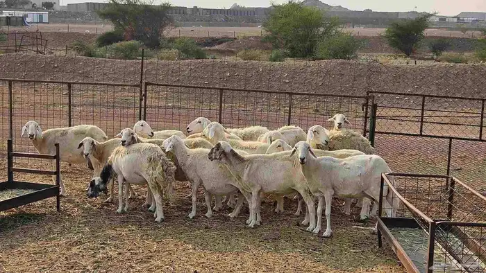 15 رأس من الضأن 0