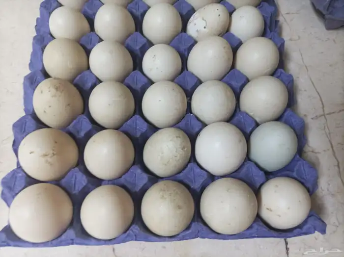 بيض بط بح مسكوفي 0