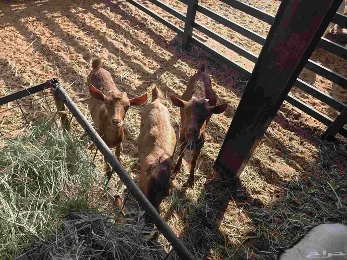 جفرات جنوبية للبيع 2