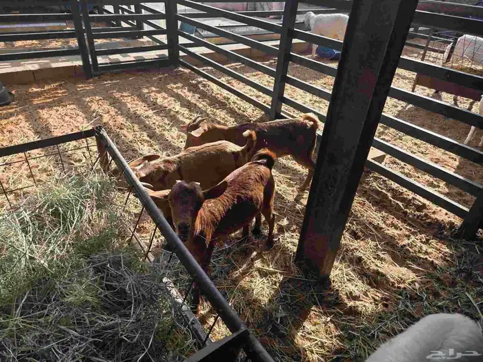 جفرات جنوبية للبيع 0